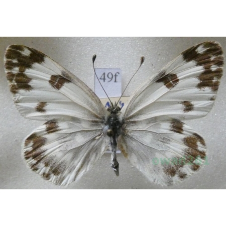 Pontia edusa (Fabricius, 1777) Bielinek rukiewnik Czech49f